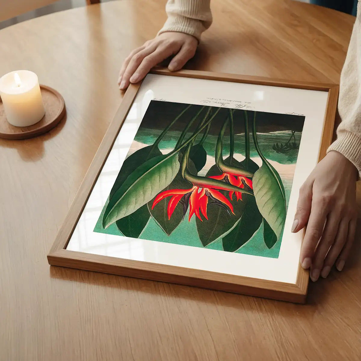 The Queen Plant by Robert John Thornton Print