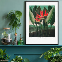 The Queen Plant by Robert John Thornton Print