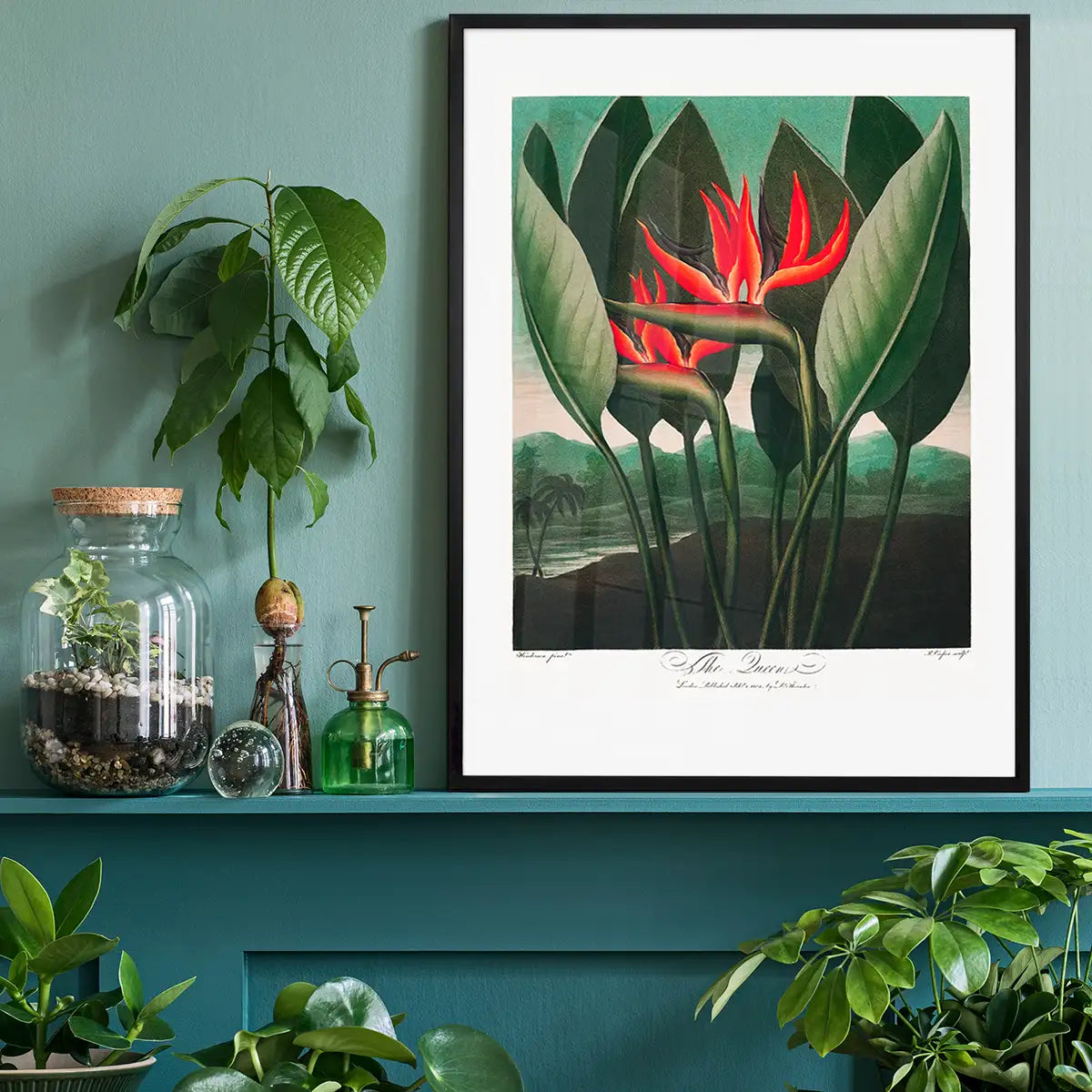 The Queen Plant by Robert John Thornton Print