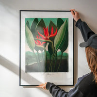 The Queen Plant by Robert John Thornton Print
