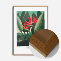 The Queen Plant by Robert John Thornton Print