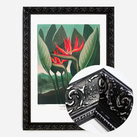 The Queen Plant by Robert John Thornton Print