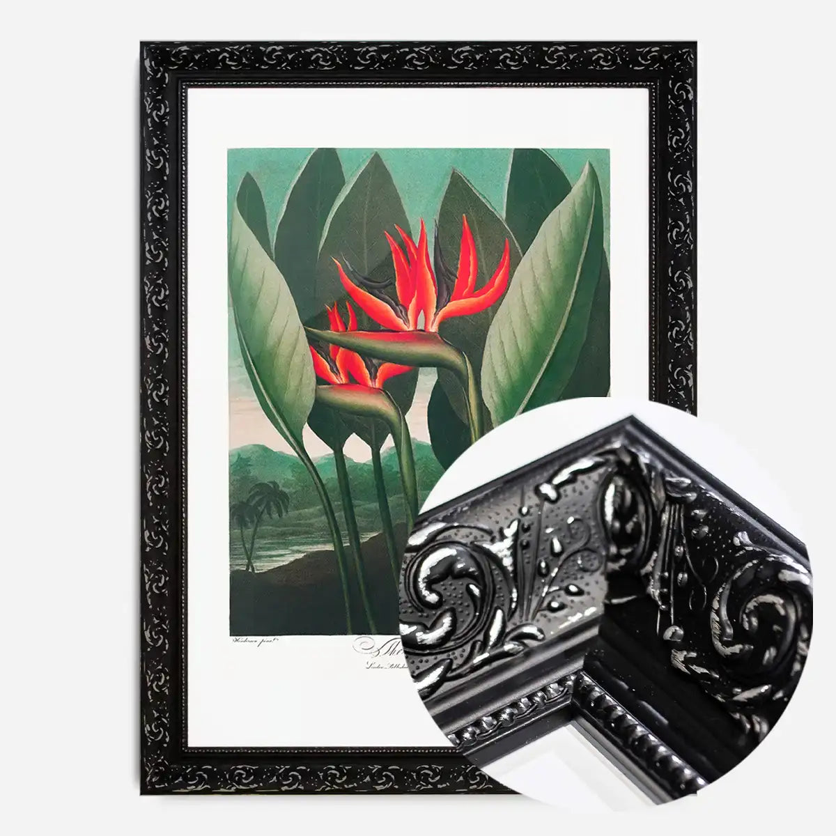 The Queen Plant by Robert John Thornton Print