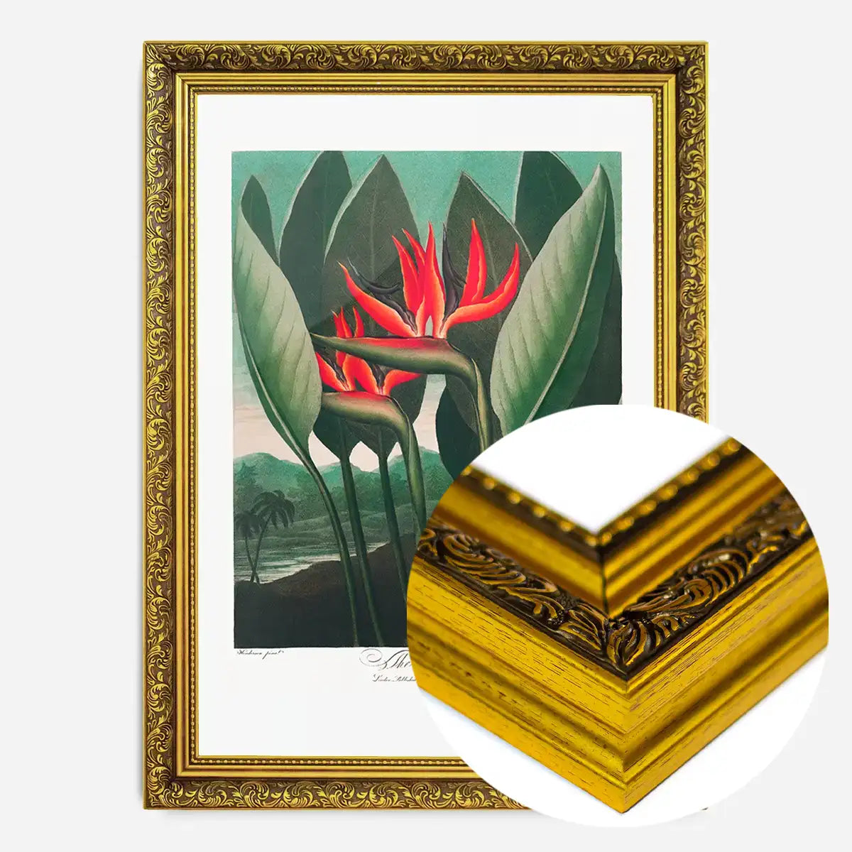 The Queen Plant by Robert John Thornton Print