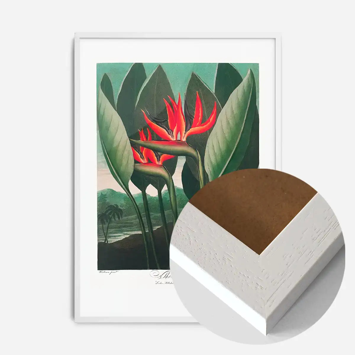 The Queen Plant by Robert John Thornton Print