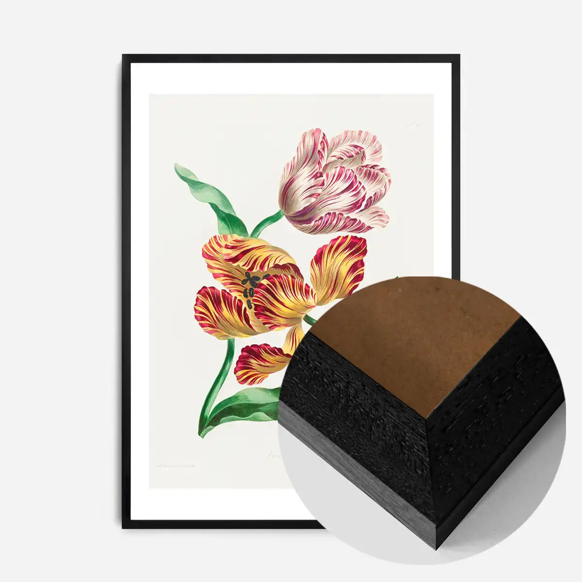 Various Tulips by John Edwards Print