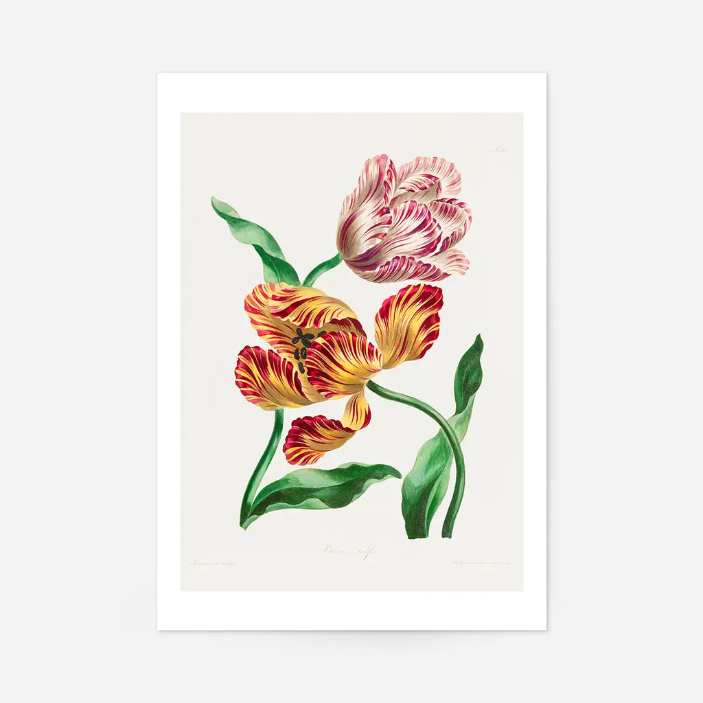 Various Tulips John Edwards 30x40cm Clearance Print