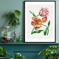 Various Tulips by John Edwards Print