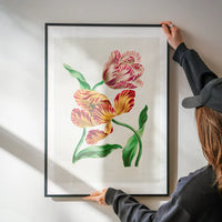 Various Tulips by John Edwards Print