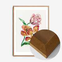 Various Tulips by John Edwards Print