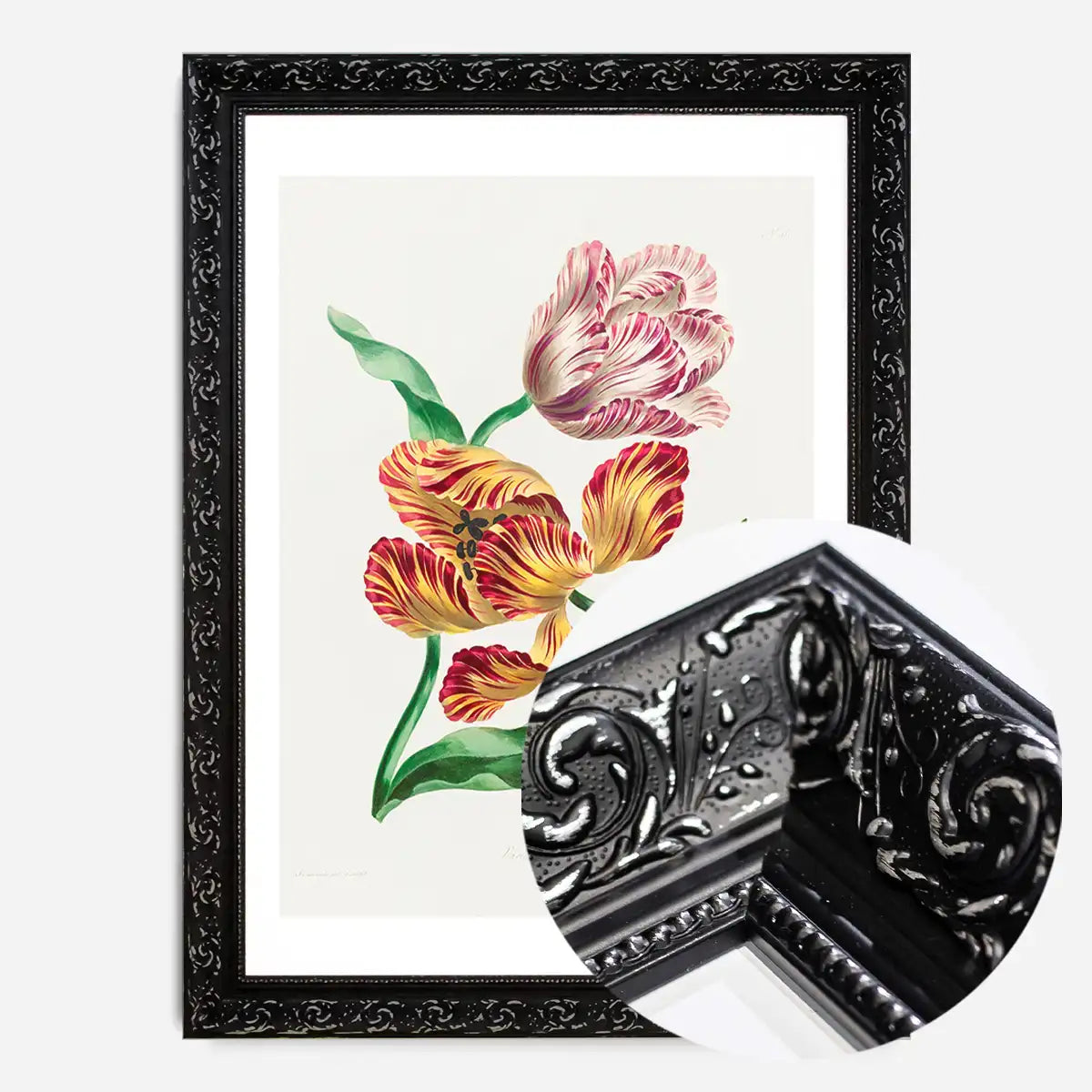 Various Tulips by John Edwards Print