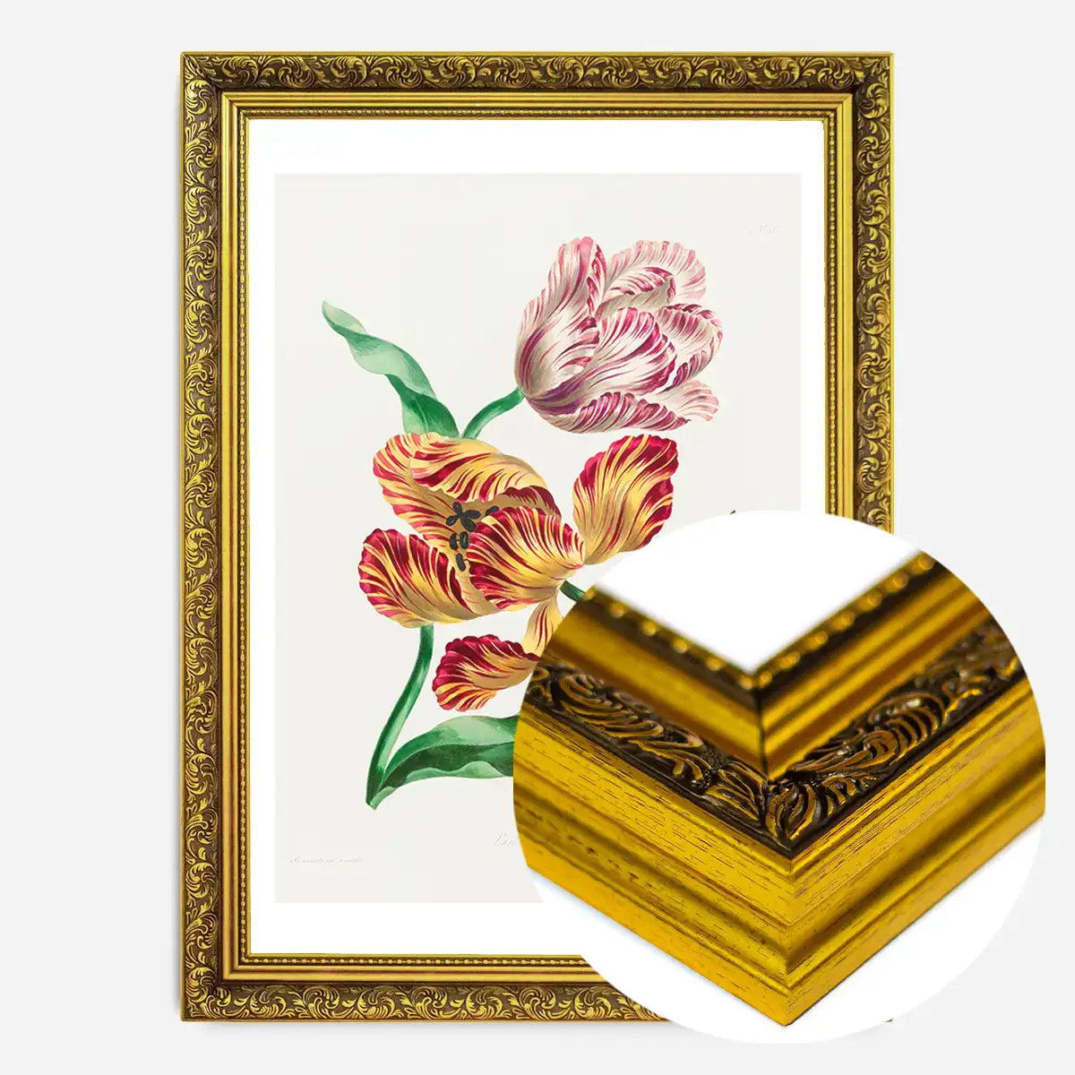 Various Tulips by John Edwards Print