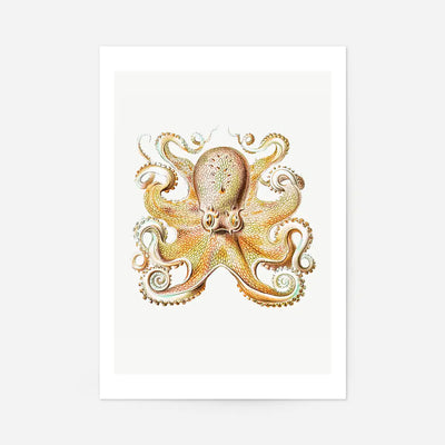 Vintage Octopus Illustration Print