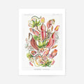 Print Only
