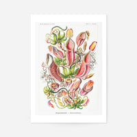 Pitcher Plants Botanical Illustration Print