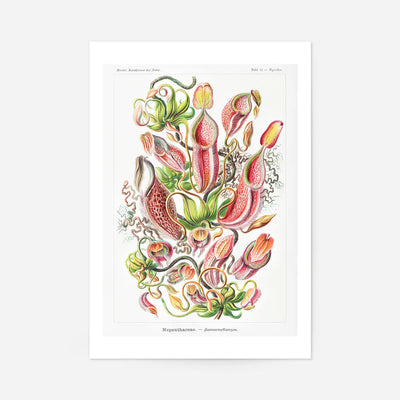 Pitcher Plants Botanical Illustration Print