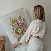 Pitcher Plants Botanical Illustration Print