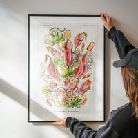 Pitcher Plants Botanical Illustration Print