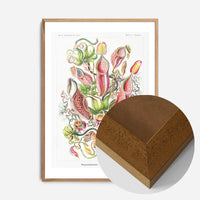 Pitcher Plants Botanical Illustration Print