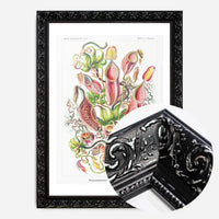 Pitcher Plants Botanical Illustration Print