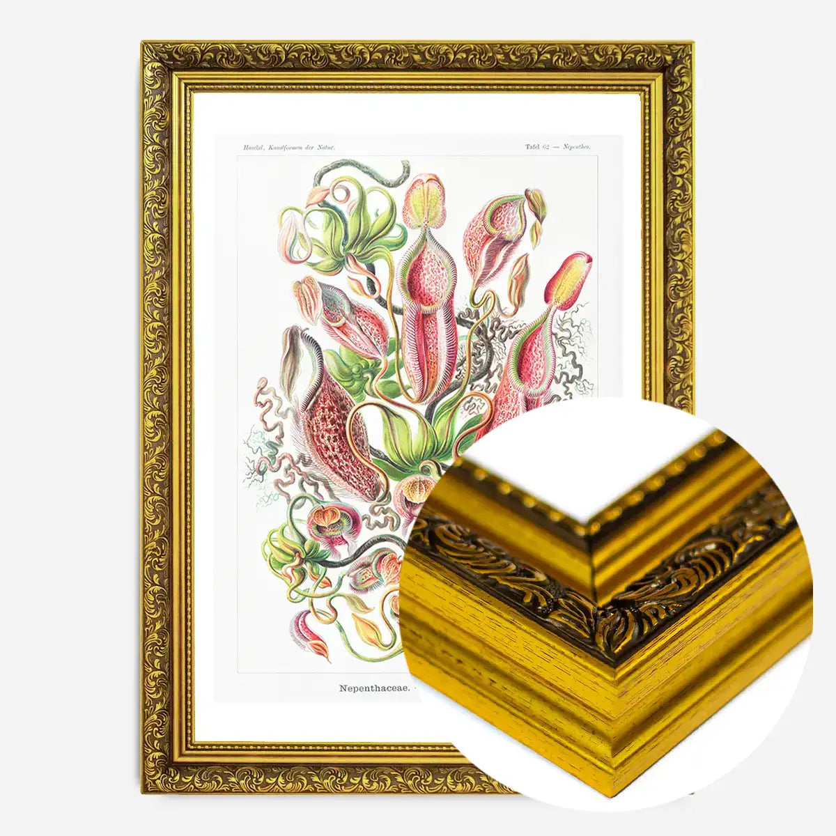Pitcher Plants Botanical Illustration Print