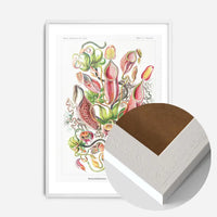 Pitcher Plants Botanical Illustration Print