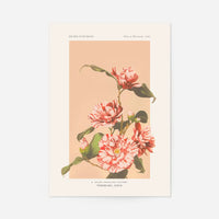 Striped Camellias Ogawa Kazumasa Flowers Print