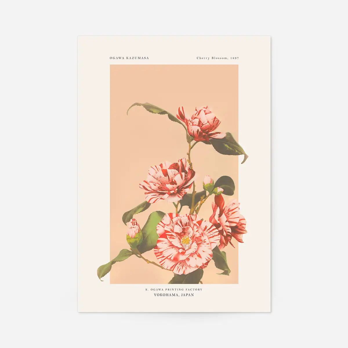 Striped Camellias Ogawa Kazumasa Flowers Print
