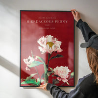 Hærdaceous Peony Ogawa Kazumasa Flowers Print
