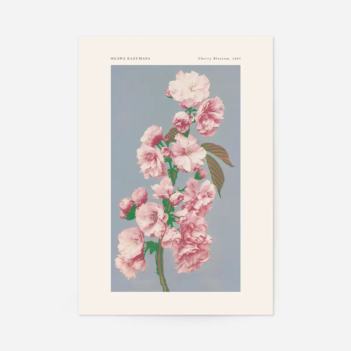Cherry Blossom Ogawa Kazumasa Flowers Print