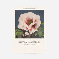 Tree Peony Ogawa Kazumasa Flowers Print