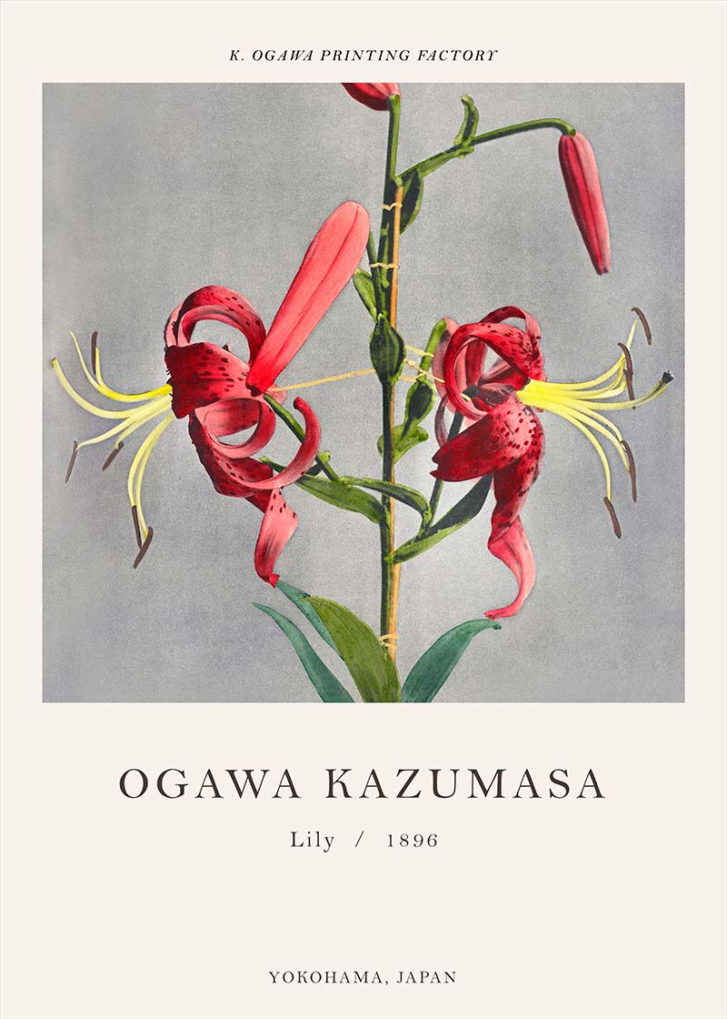 原画　『flower, s.』 cL2BF139_AvpGDA.jpeg