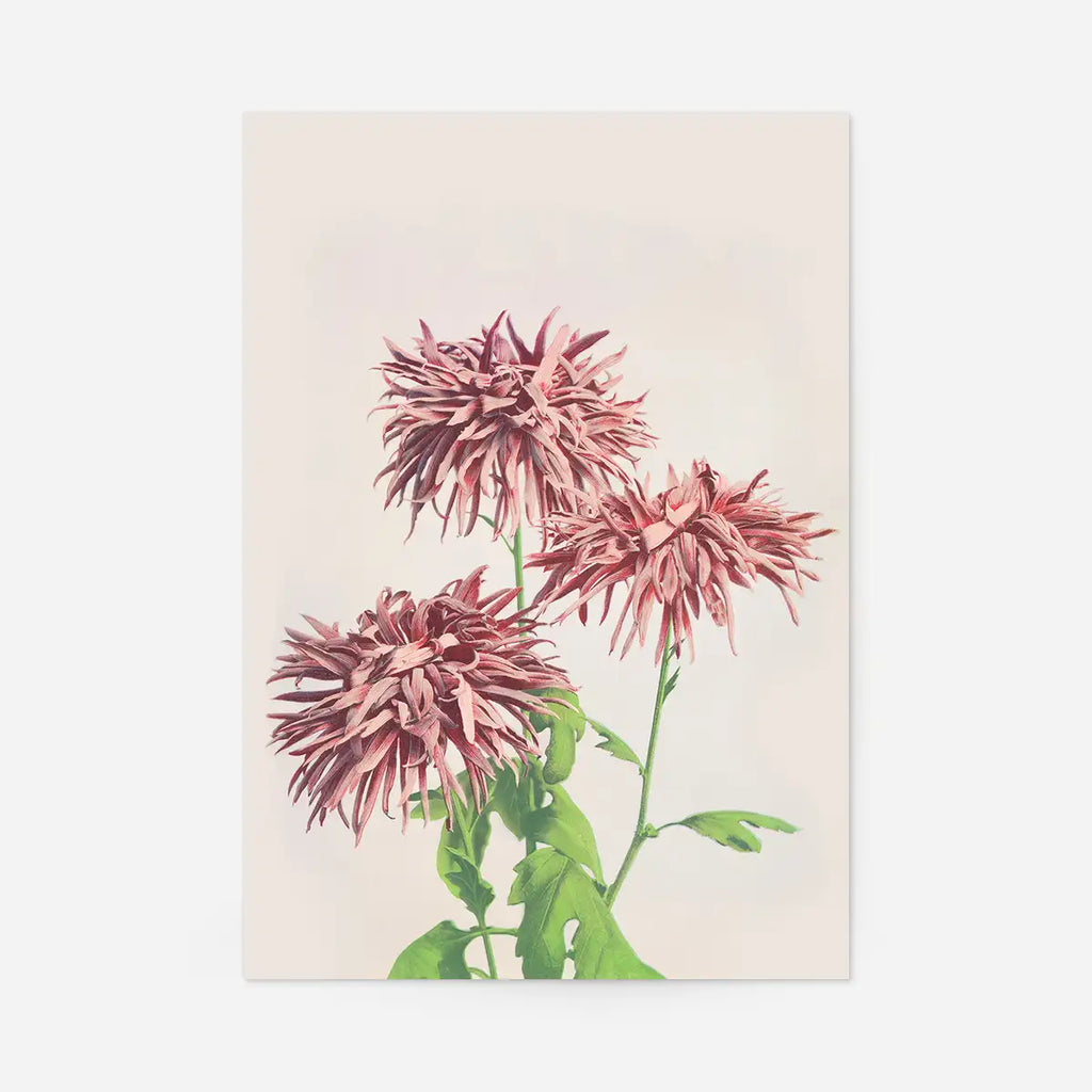 Three Chrysanthemums Ogawa Kazumasa Flowers Print
