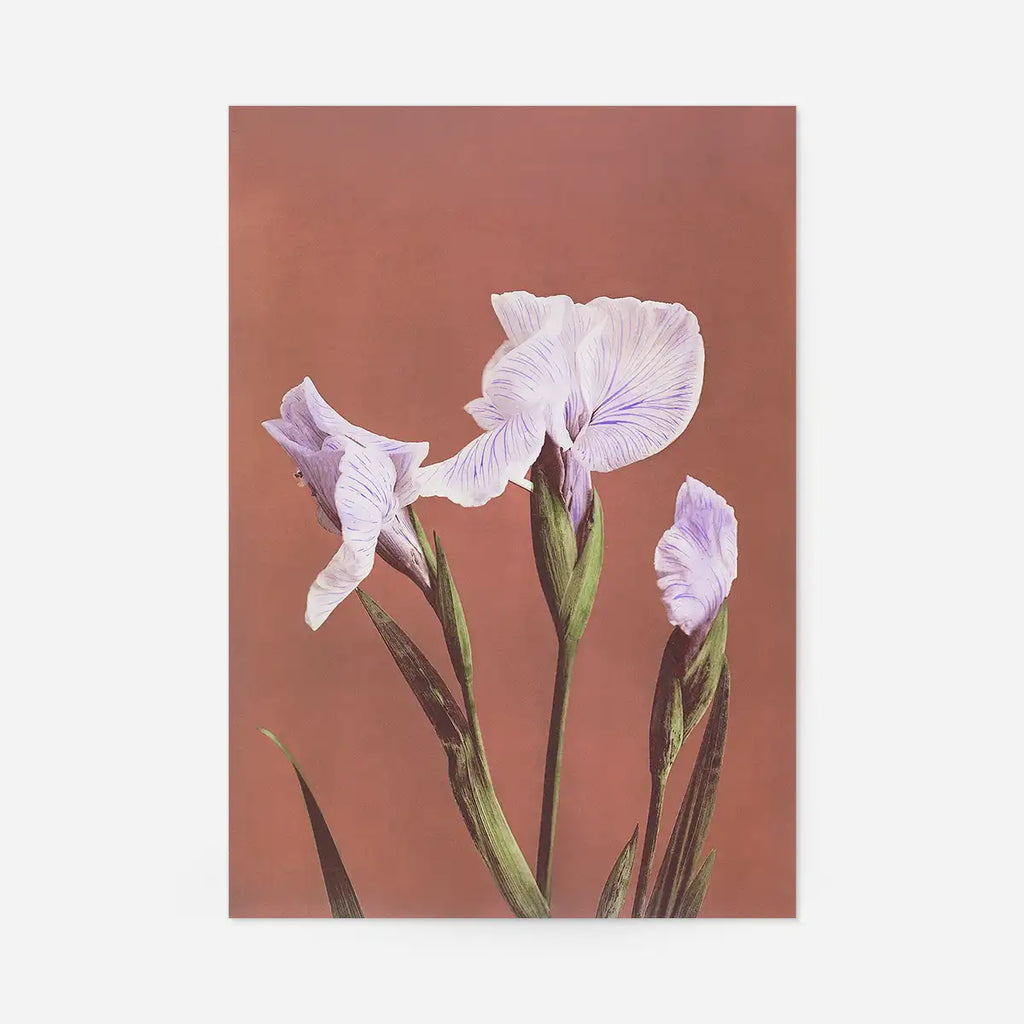 Iris Kaempferi Ogawa Kazumasa Flowers Print