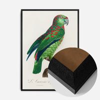 Turquoise Fronted Amazon Parrot Bird Print