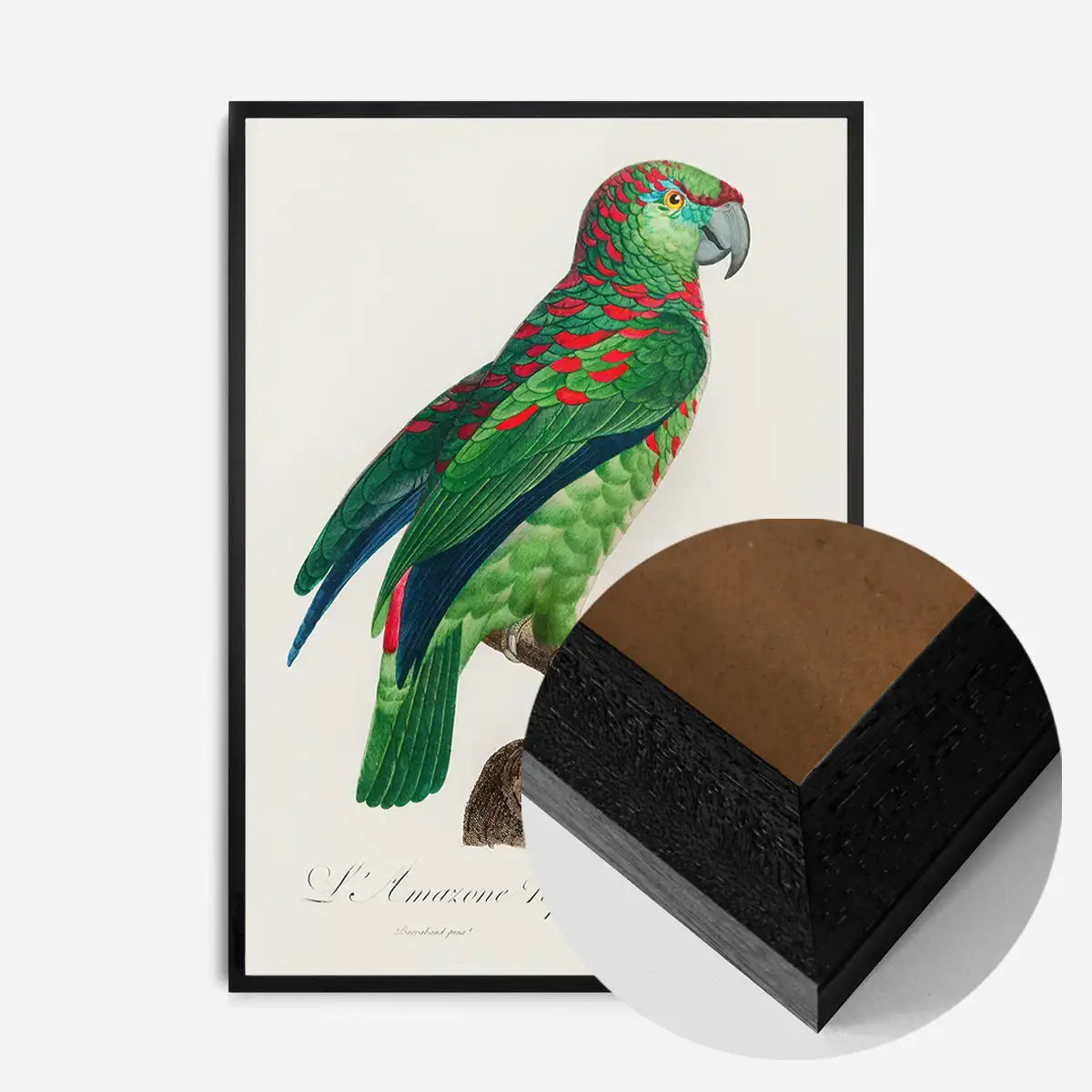 Turquoise Fronted Amazon Parrot Bird Print