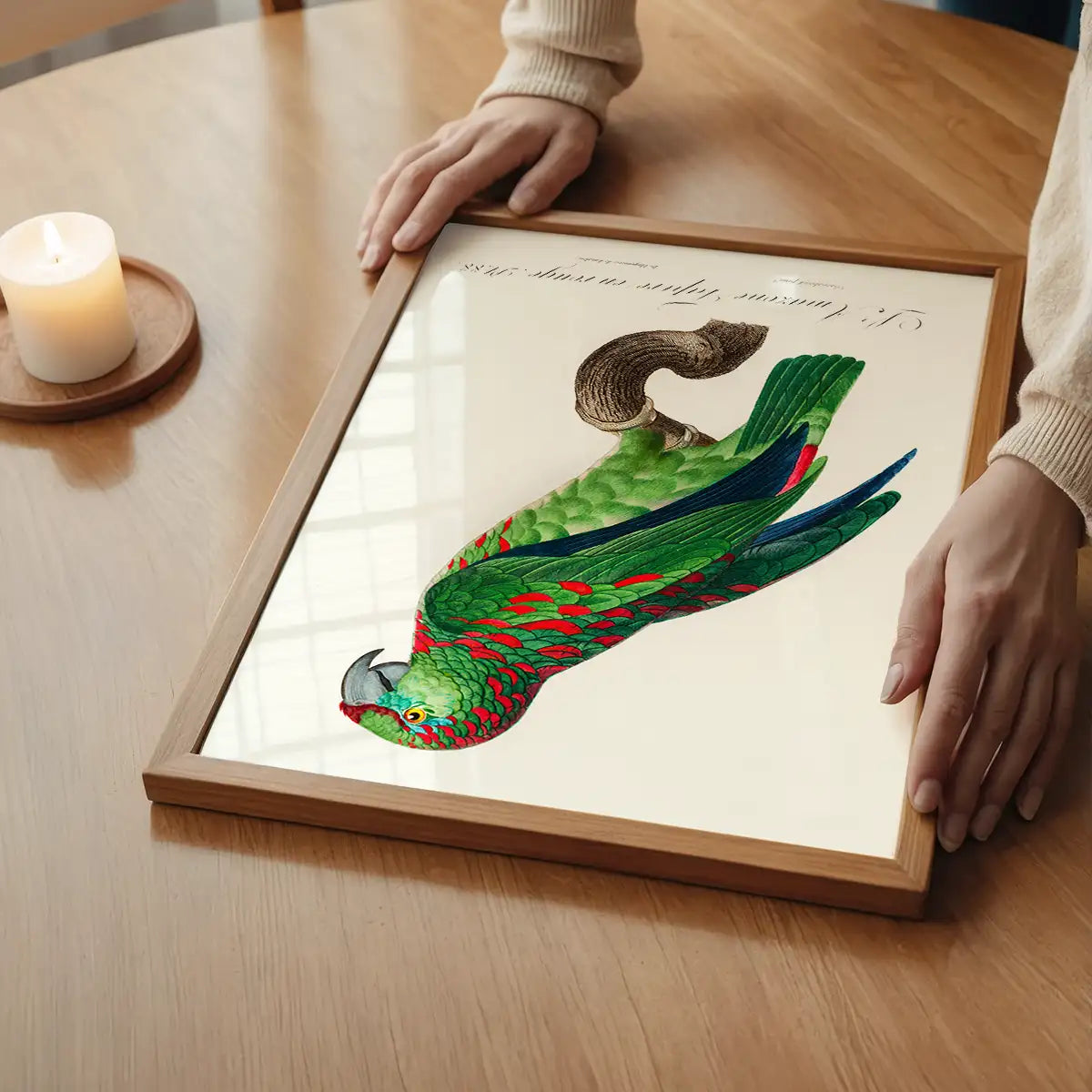 Turquoise Fronted Amazon Parrot Bird Print