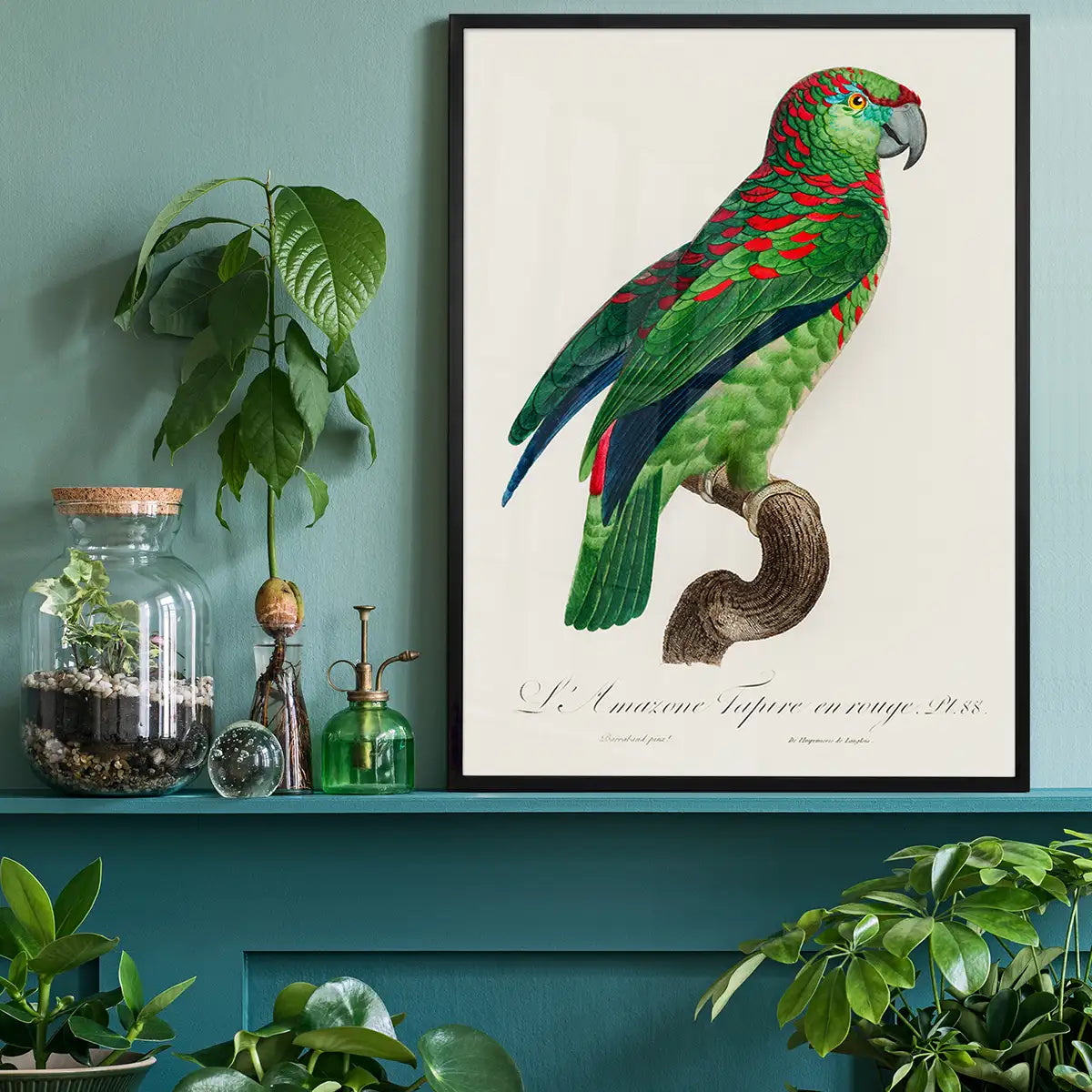Turquoise Fronted Amazon Parrot Bird Print