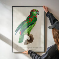 Turquoise Fronted Amazon Parrot Bird Print