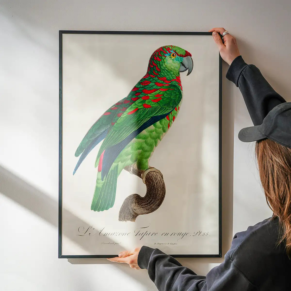 Turquoise Fronted Amazon Parrot Bird Print