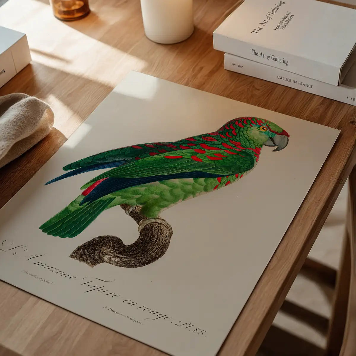 Turquoise Fronted Amazon Parrot Bird Print