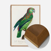 Turquoise Fronted Amazon Parrot Bird Print