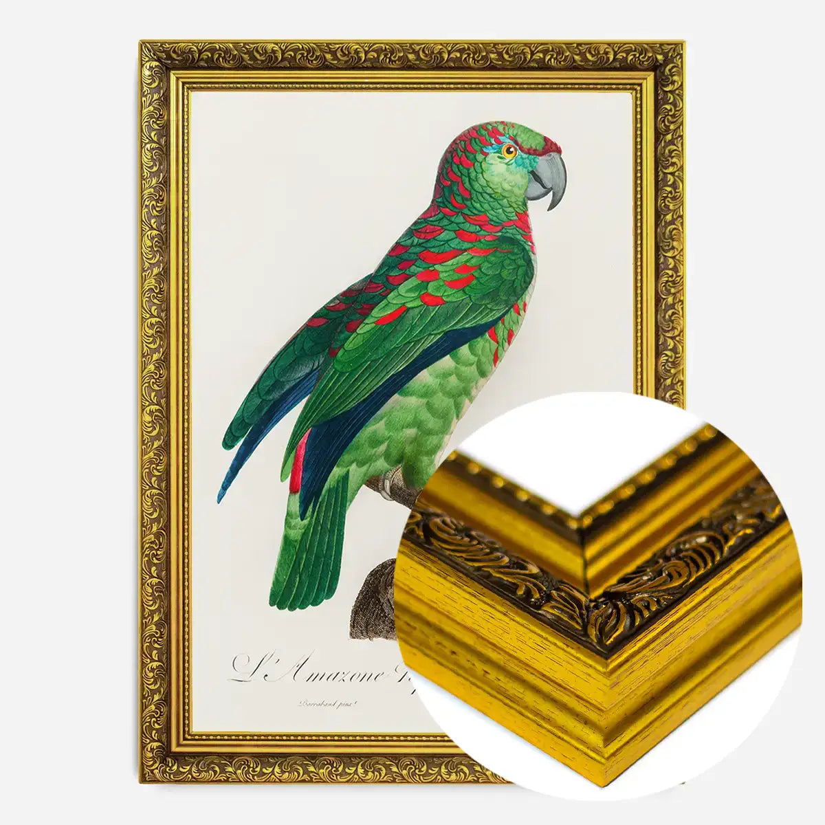 Turquoise Fronted Amazon Parrot Bird Print
