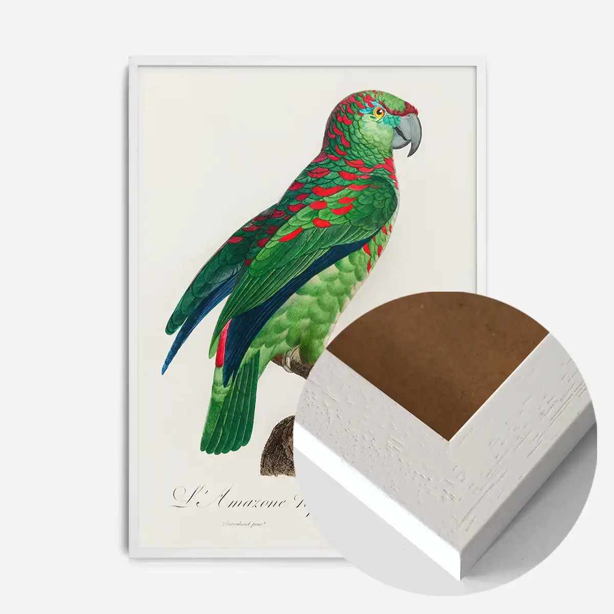 Turquoise Fronted Amazon Parrot Bird Print