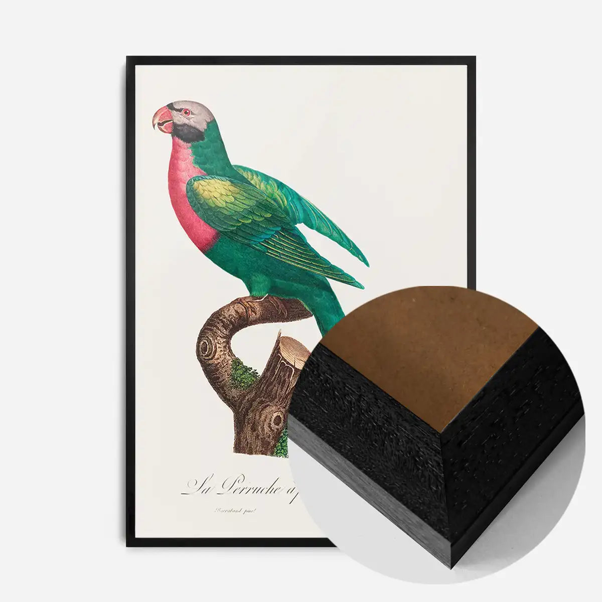 Red Breasted Parakeet Parrot Bird Print
