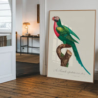 Red Breasted Parakeet Parrot Bird Print
