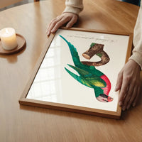 Red Breasted Parakeet Parrot Bird Print