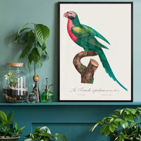 Red Breasted Parakeet Parrot Bird Print