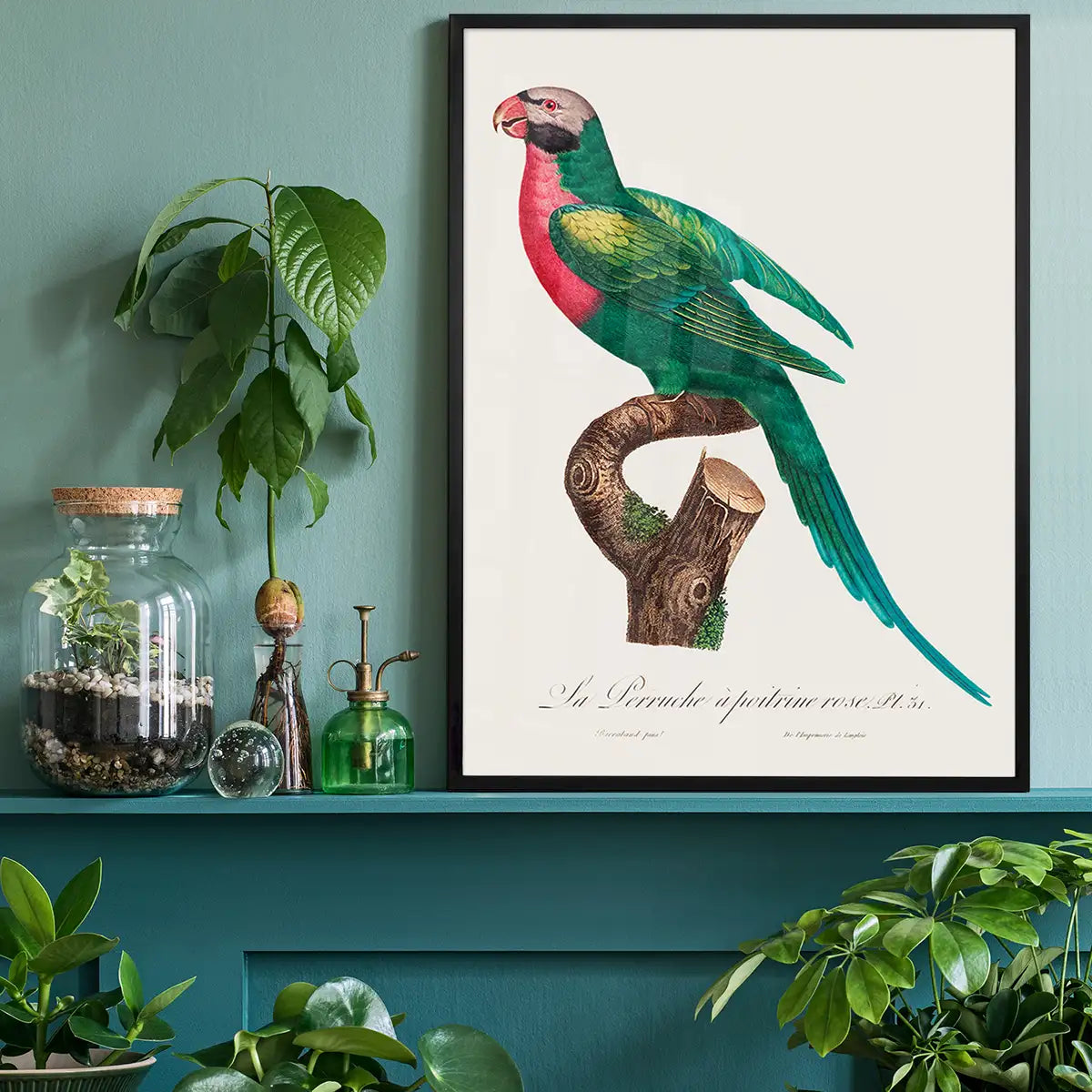 Red Breasted Parakeet Parrot Bird Print