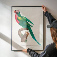 Red Breasted Parakeet Parrot Bird Print